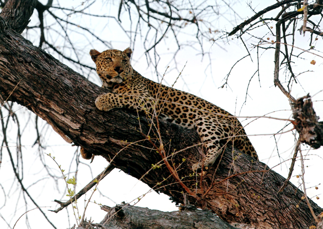オカバンゴの木の上の豹